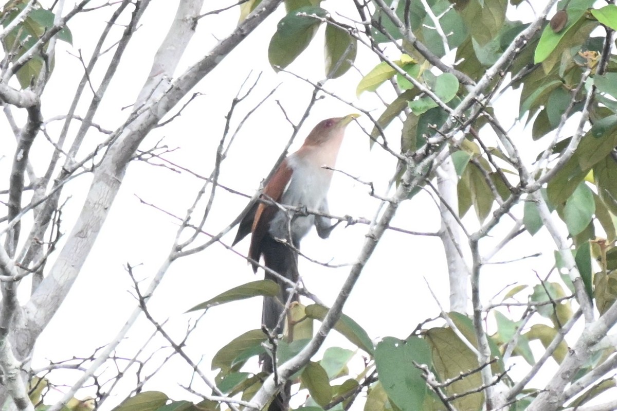 ekorngjøk (cayana gr.) - ML646730284