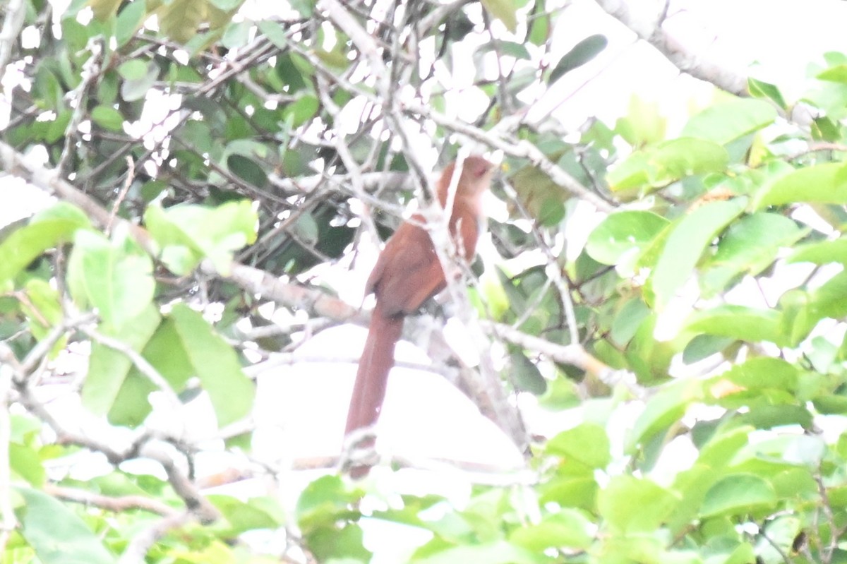 ekorngjøk (cayana gr.) - ML646730285