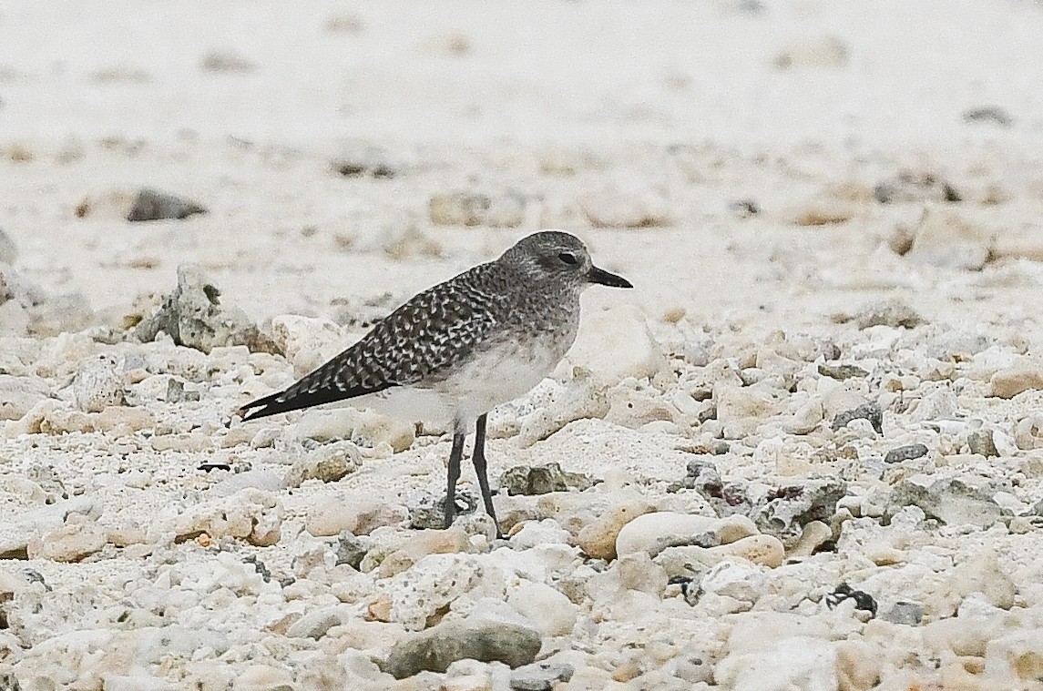 kulík bledý - ML646730286