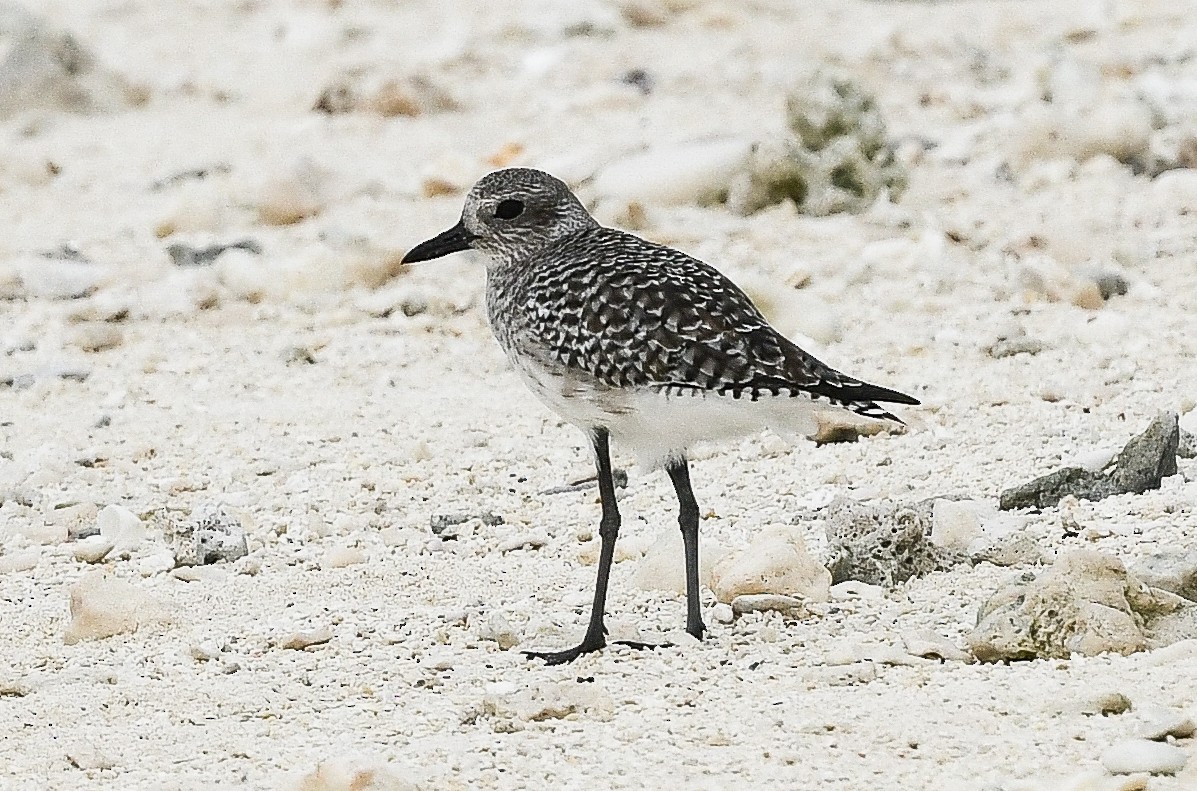 kulík bledý - ML646730287