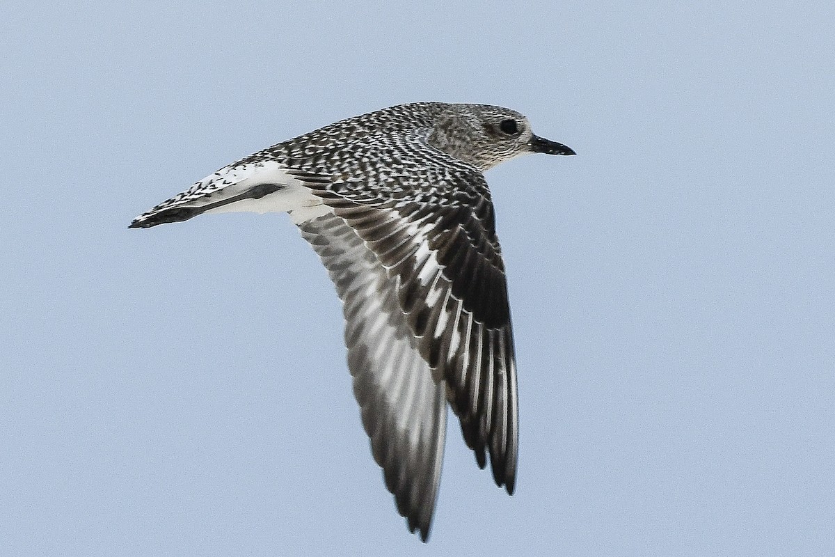 kulík bledý - ML646730288