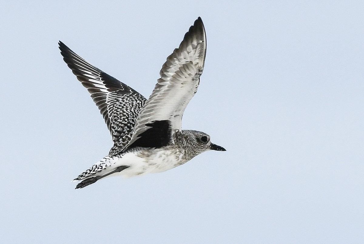 kulík bledý - ML646730289