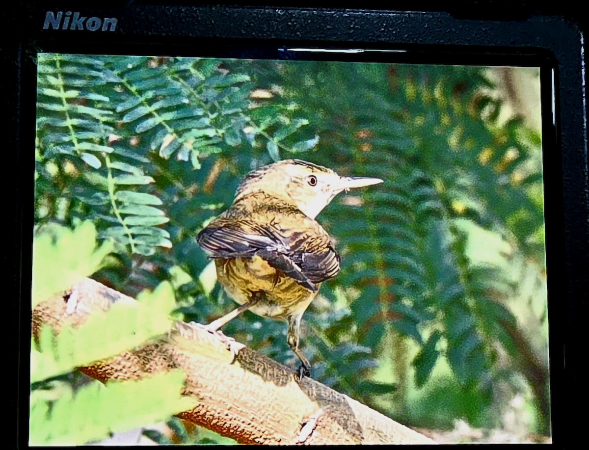 Common Grasshopper Warbler - ML646730291