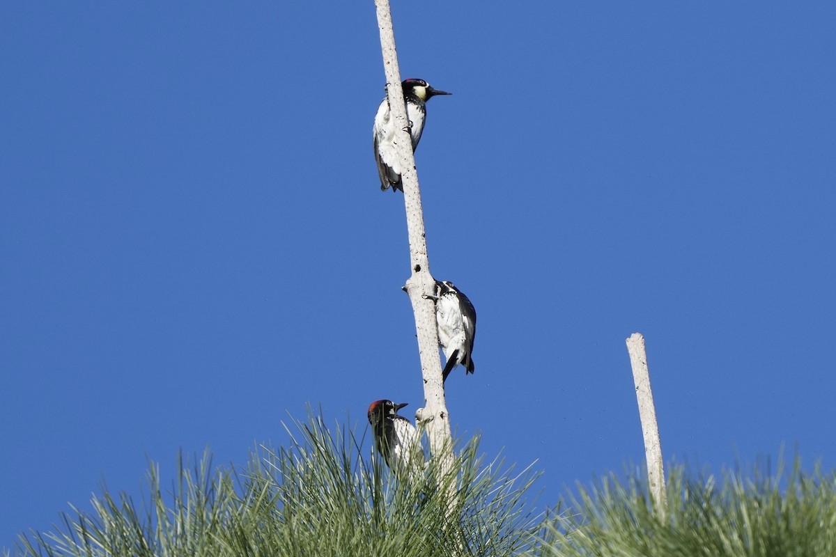 Acorn Woodpecker - ML646730292