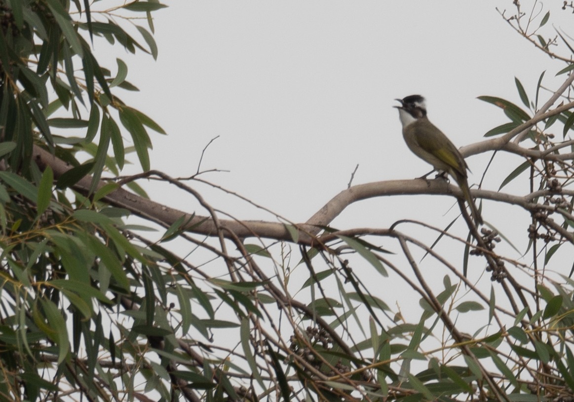 Light-vented Bulbul - ML646730293
