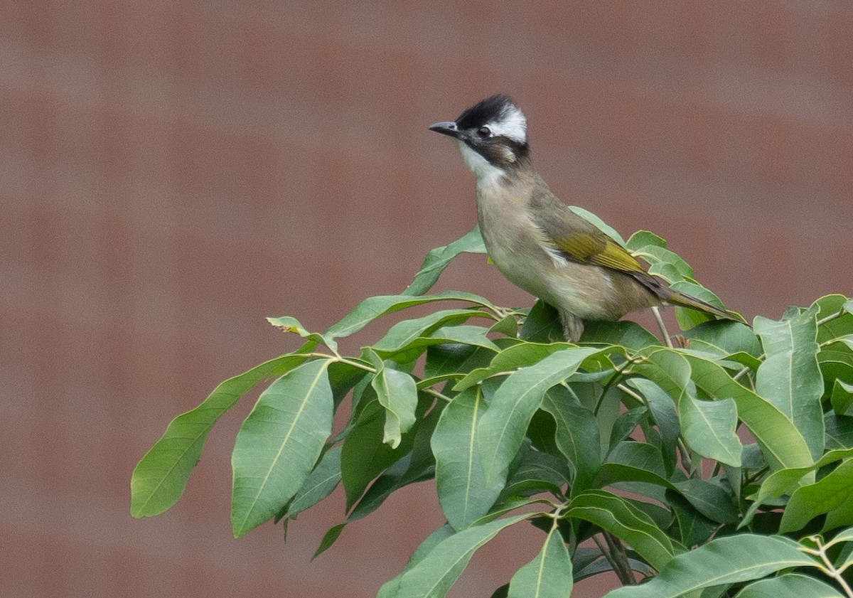 Light-vented Bulbul - ML646730294