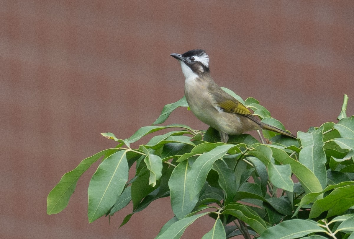 Light-vented Bulbul - ML646730295