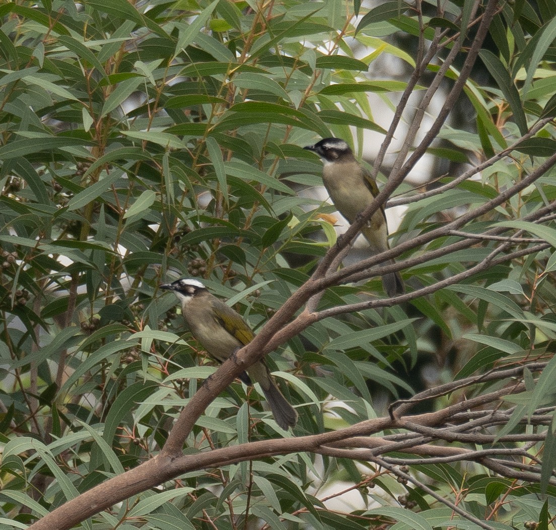 Light-vented Bulbul - ML646730296