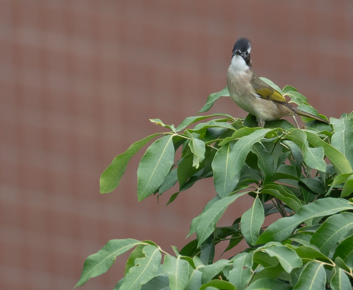 Light-vented Bulbul - ML646730297
