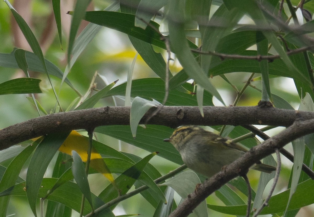 Pallas's Leaf Warbler - ML646730300
