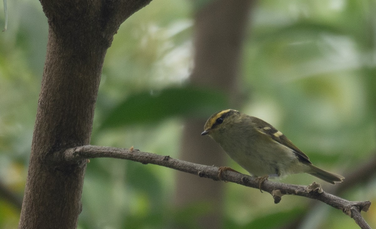 Pallas's Leaf Warbler - ML646730301