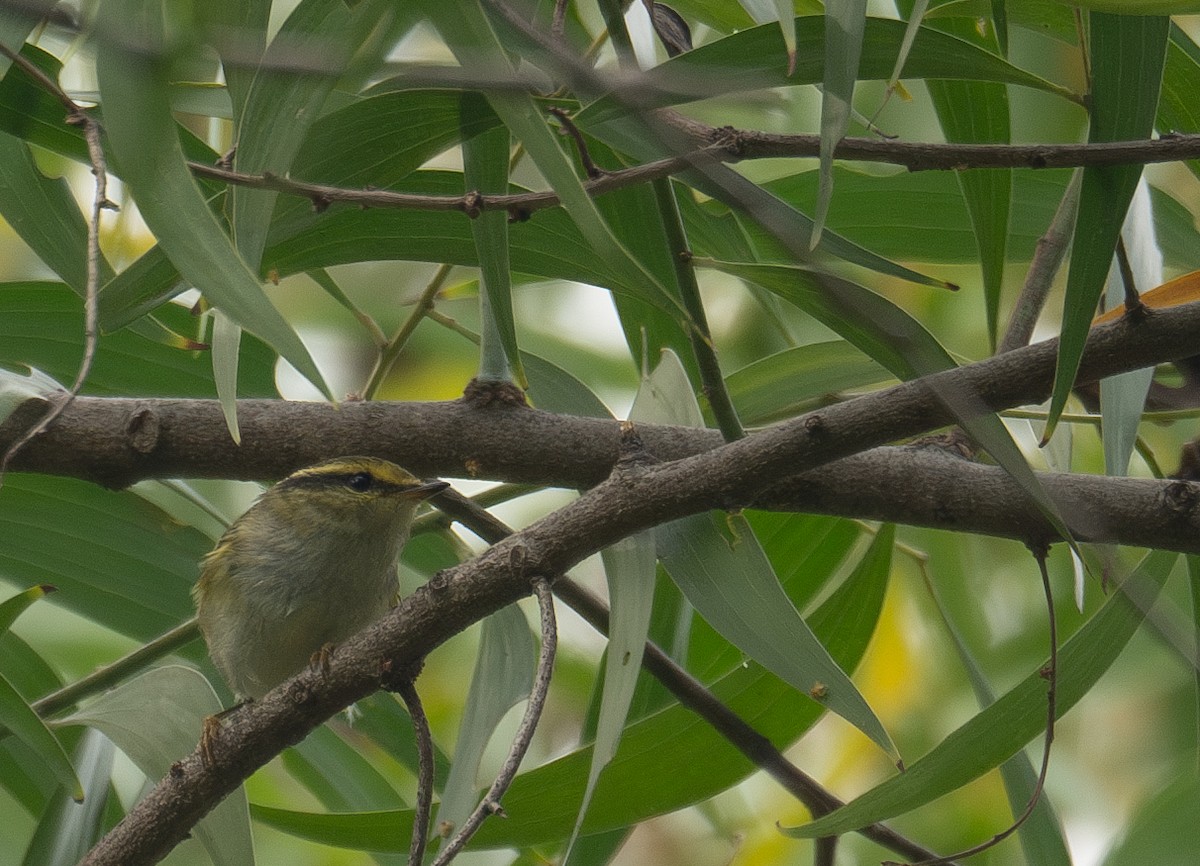 Pallas's Leaf Warbler - ML646730302