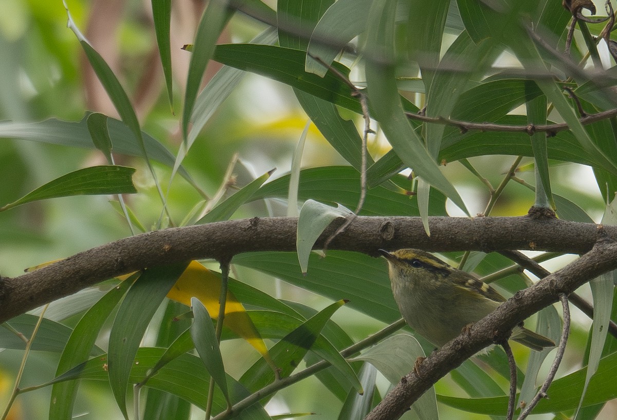 Pallas's Leaf Warbler - ML646730303