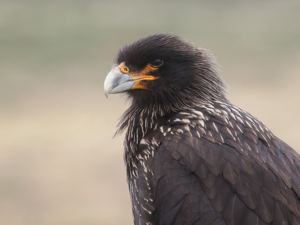 Caracara austral - ML646730310