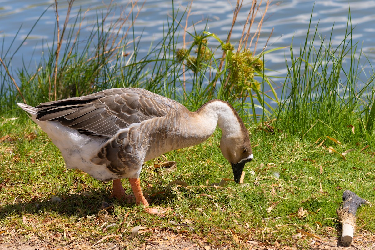 Ánsar Cisnal (variedad doméstica) - ML646730315