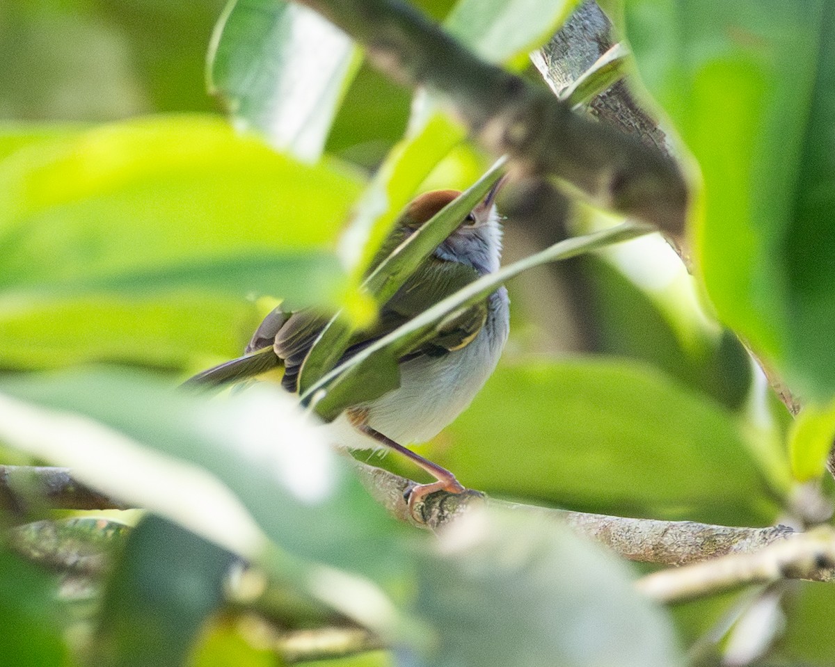 Dark-necked Tailorbird - ML646730316