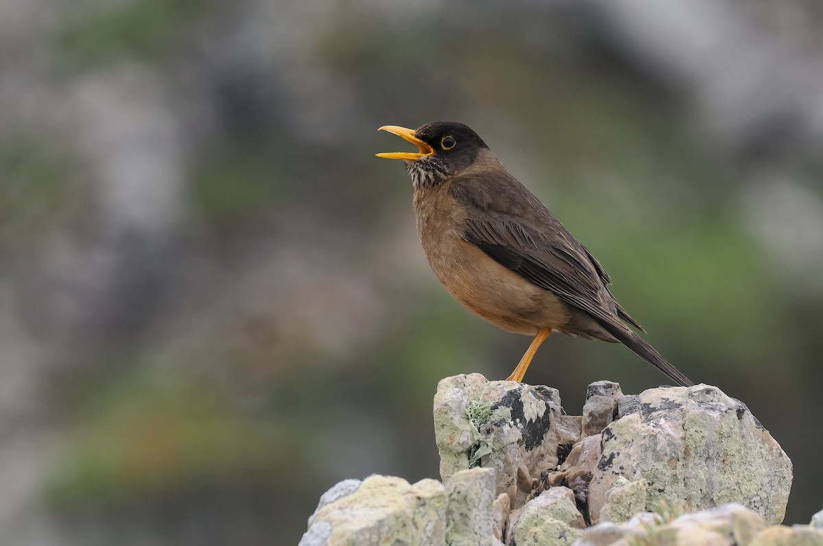 Merle austral (falcklandii) - ML646730325