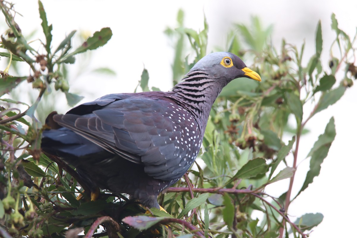 Rameron Pigeon - ML646730326