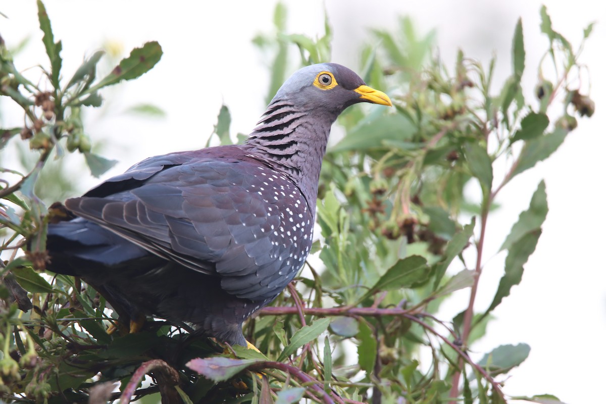 Rameron Pigeon - ML646730327