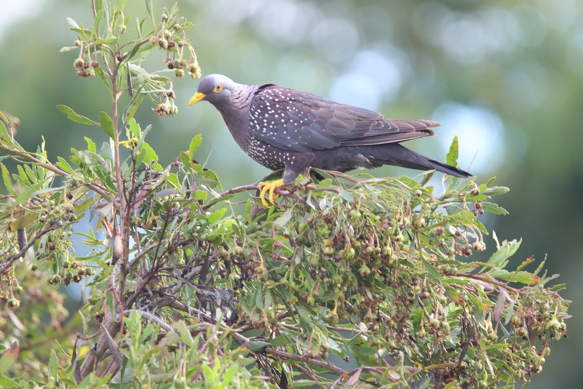 Rameron Pigeon - ML646730328