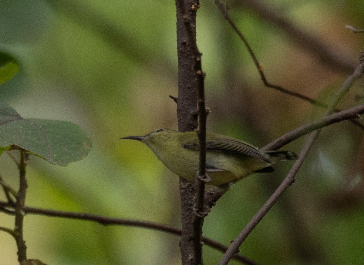 Fork-tailed Sunbird - ML646730330