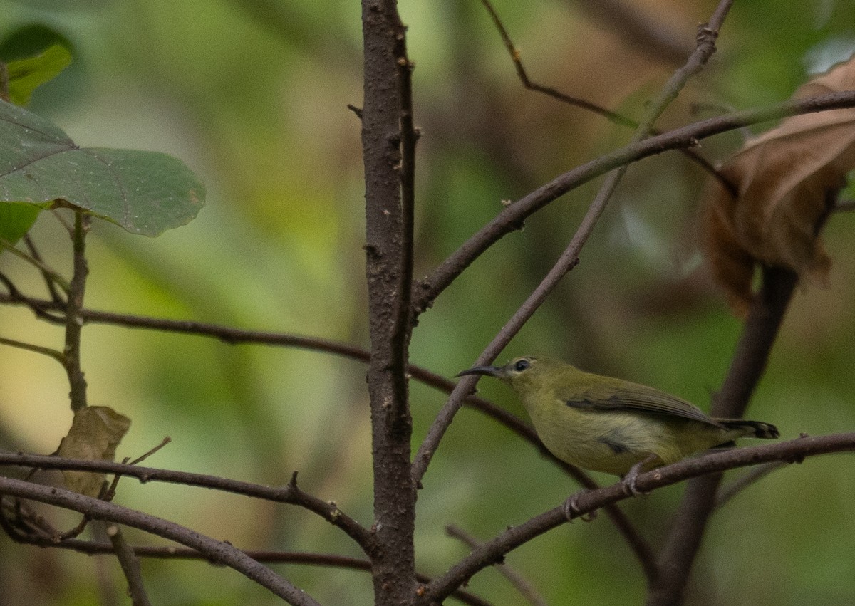 Fork-tailed Sunbird - ML646730331