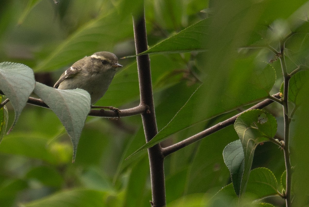 Yellow-browed Warbler - ML646730334