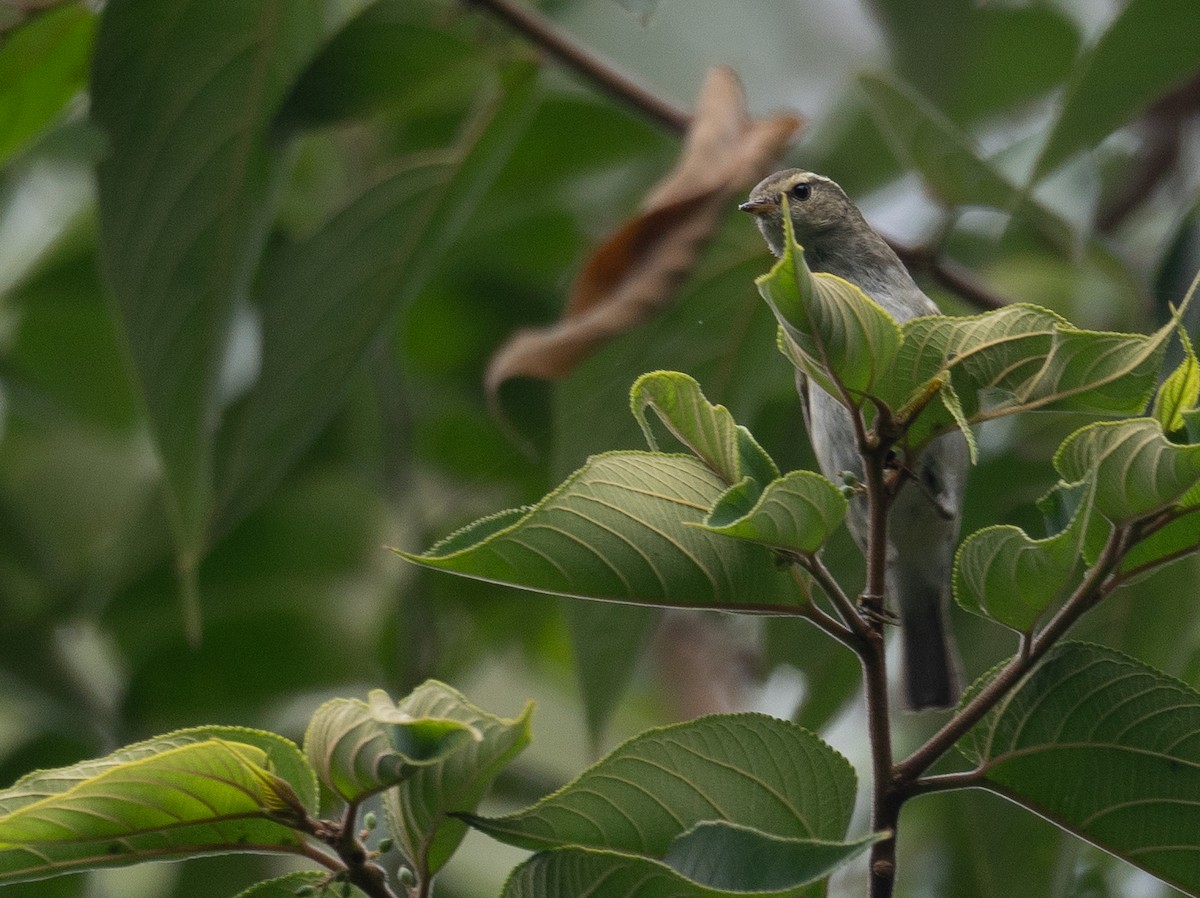 Yellow-browed Warbler - ML646730335