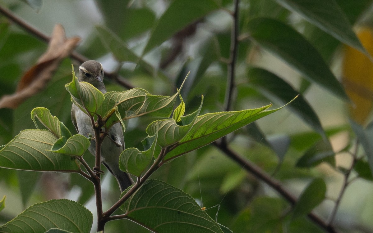 Yellow-browed Warbler - ML646730336