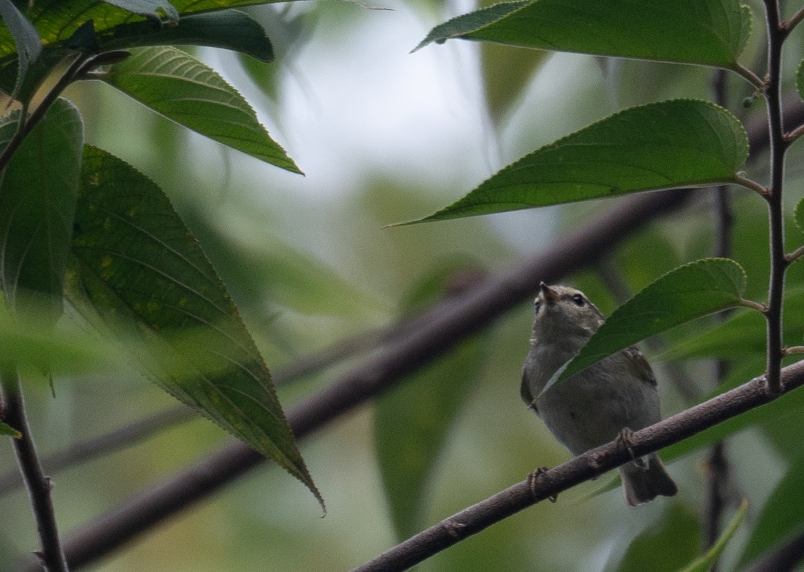 Yellow-browed Warbler - ML646730337