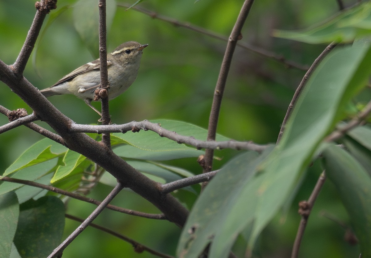 Yellow-browed Warbler - ML646730338
