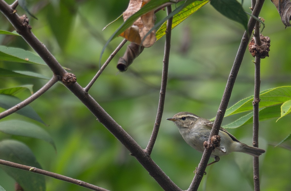 Yellow-browed Warbler - ML646730339