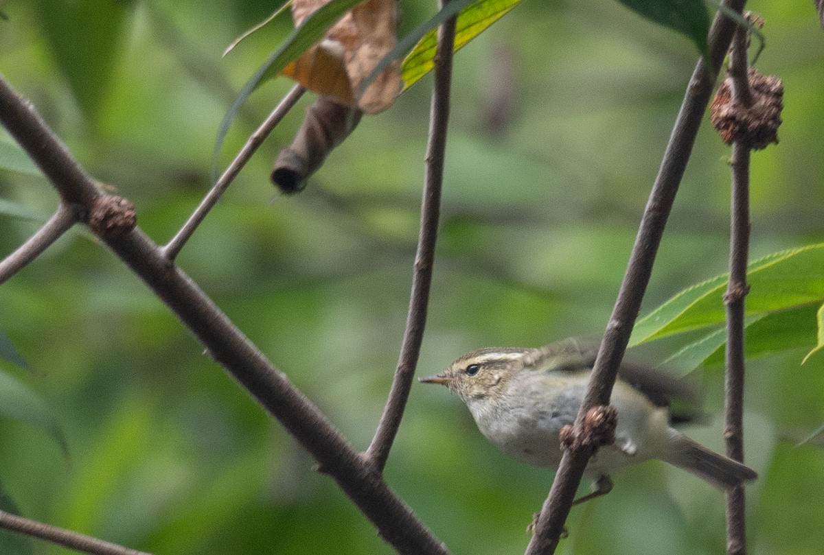 Yellow-browed Warbler - ML646730340