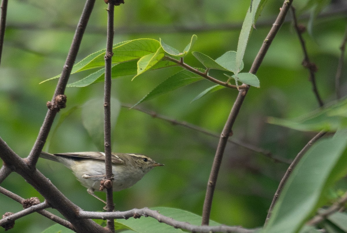 Yellow-browed Warbler - ML646730341