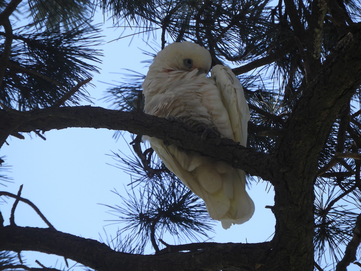Little Corella - ML646730344