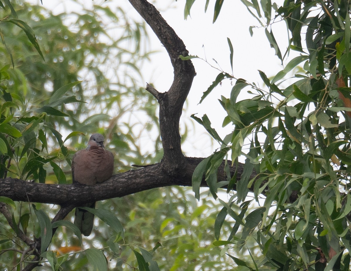 Spotted Dove - ML646730345