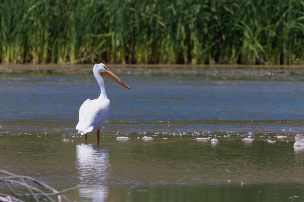 American White Pelican - ML646730346