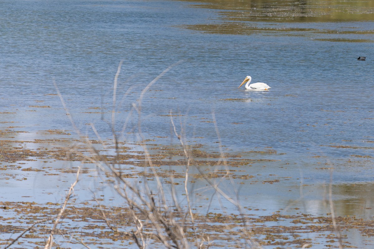 American White Pelican - ML646730347