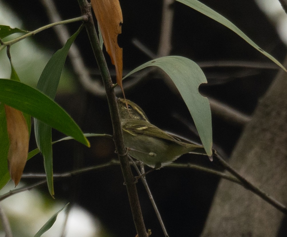 Pallas's Leaf Warbler - ML646730348
