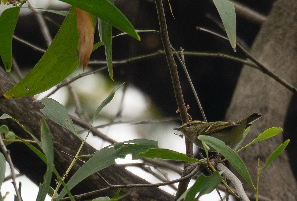 Pallas's Leaf Warbler - ML646730349