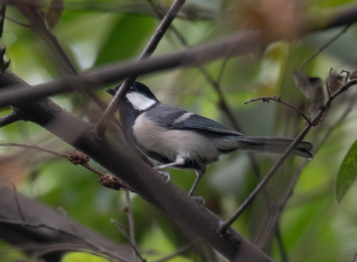 Asian Tit - ML646730350