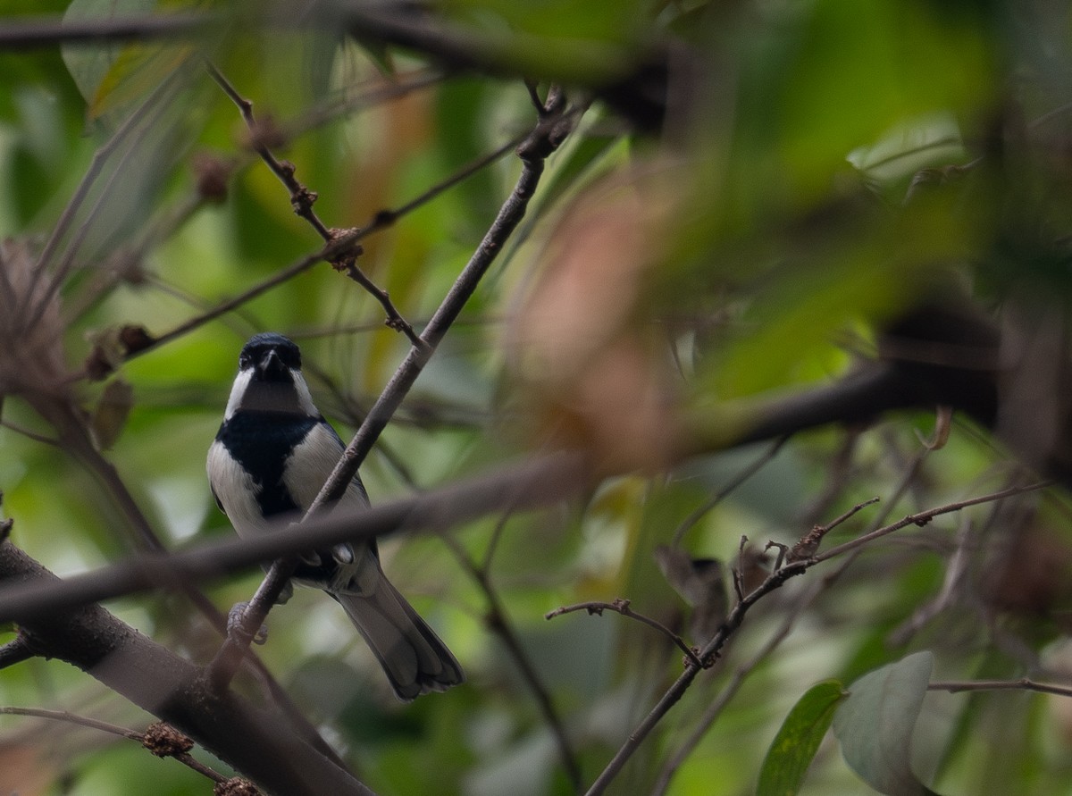 Asian Tit - ML646730351
