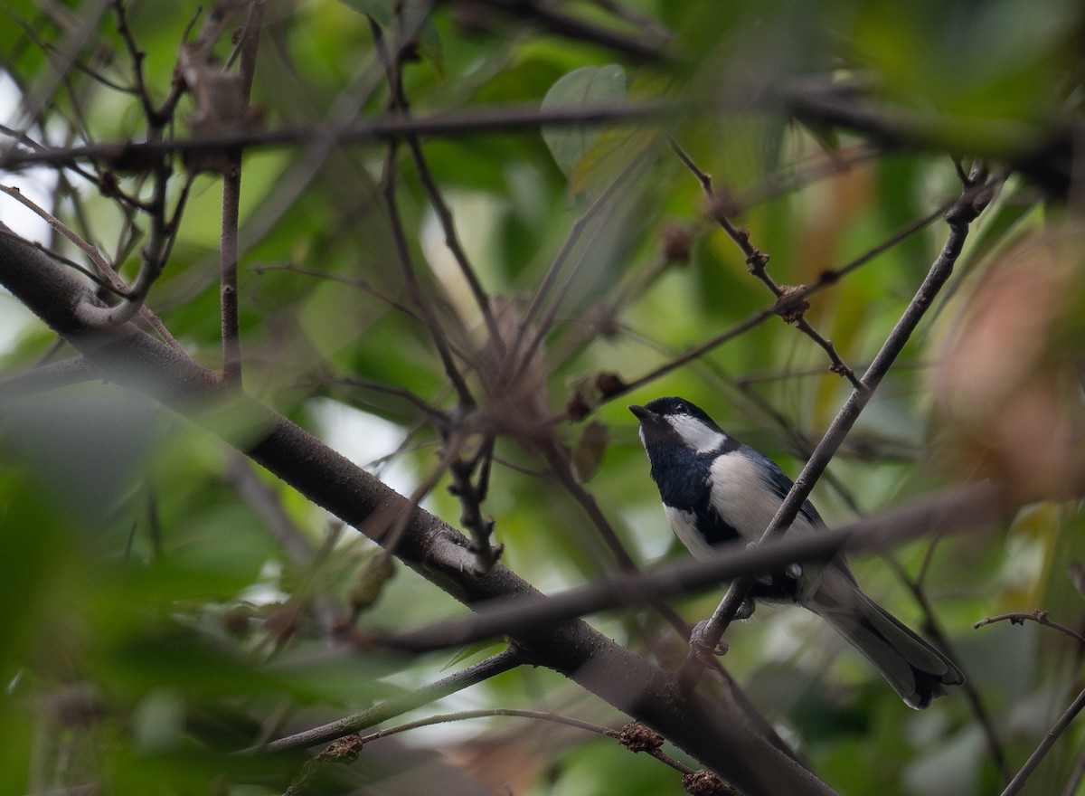 Asian Tit - ML646730352
