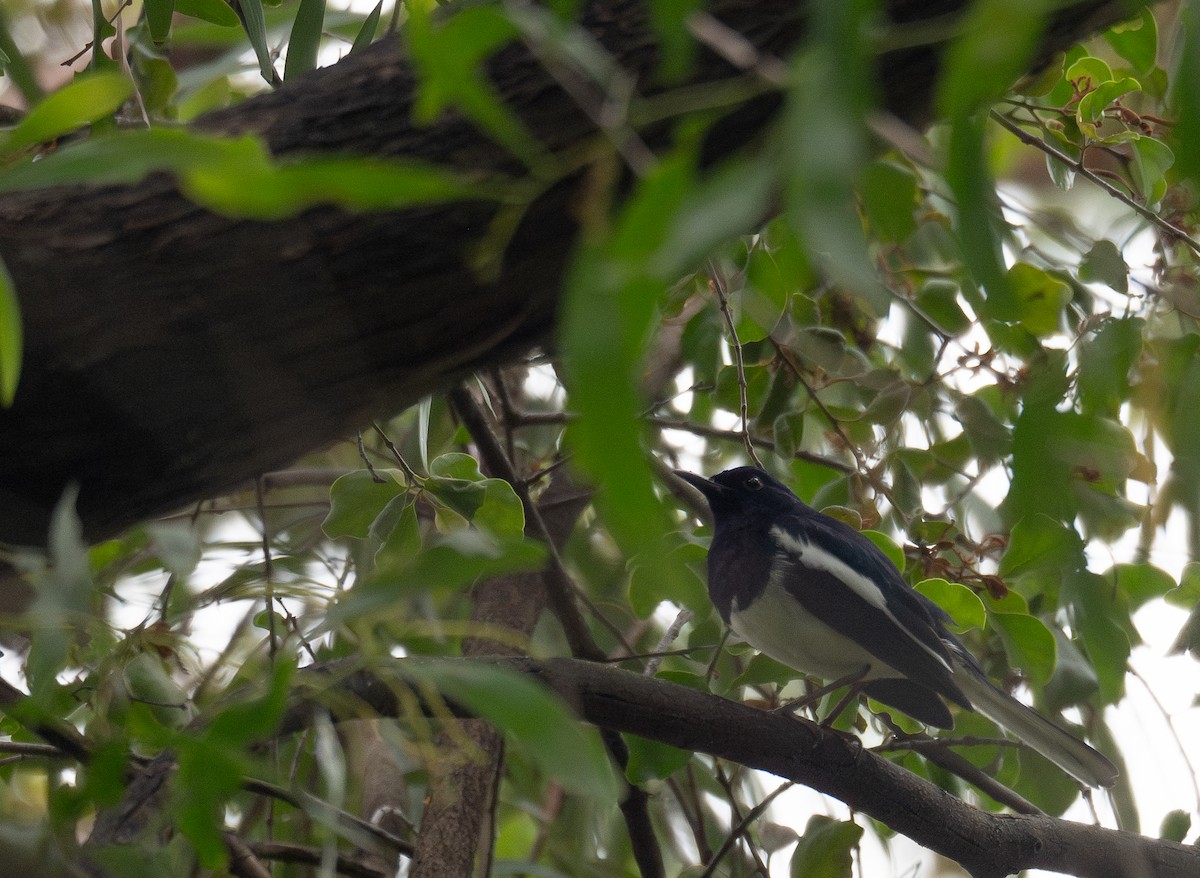 Oriental Magpie-Robin - ML646730355
