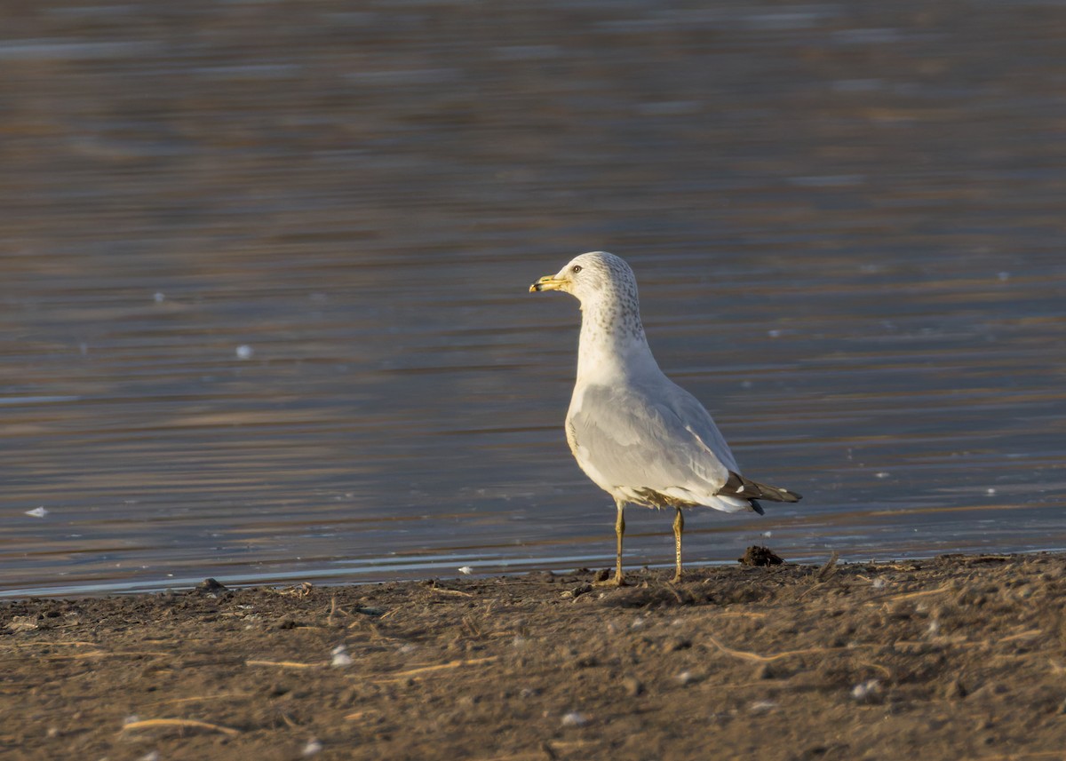 Ring-billed Gull - ML646730357