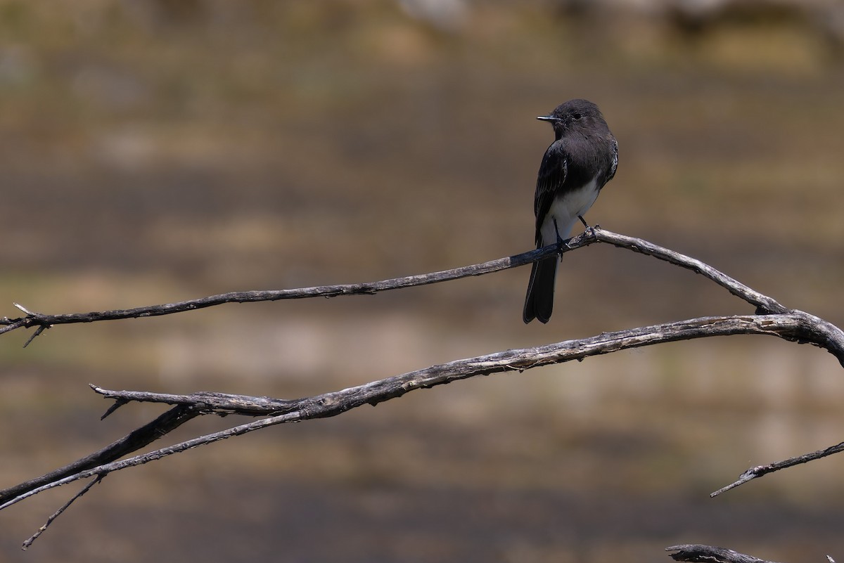 Black Phoebe - ML646730358