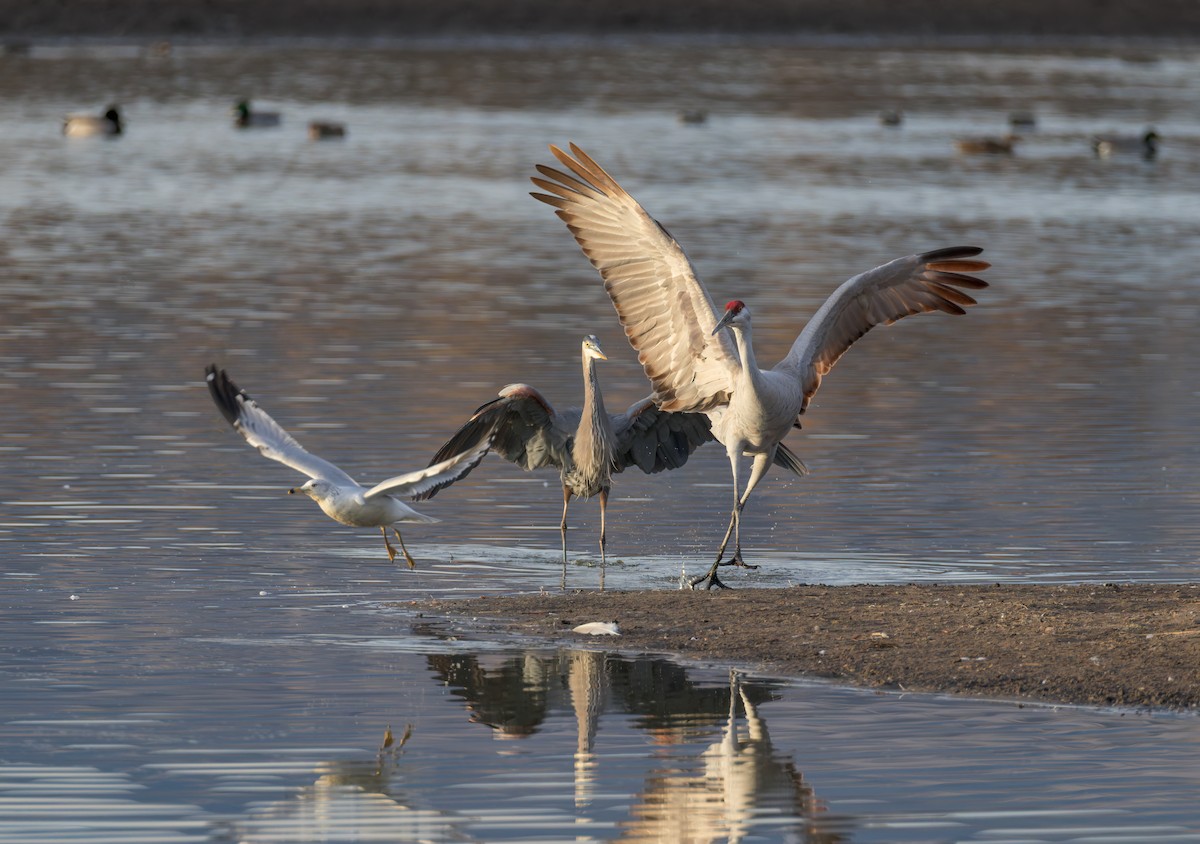 Ring-billed Gull - ML646730360