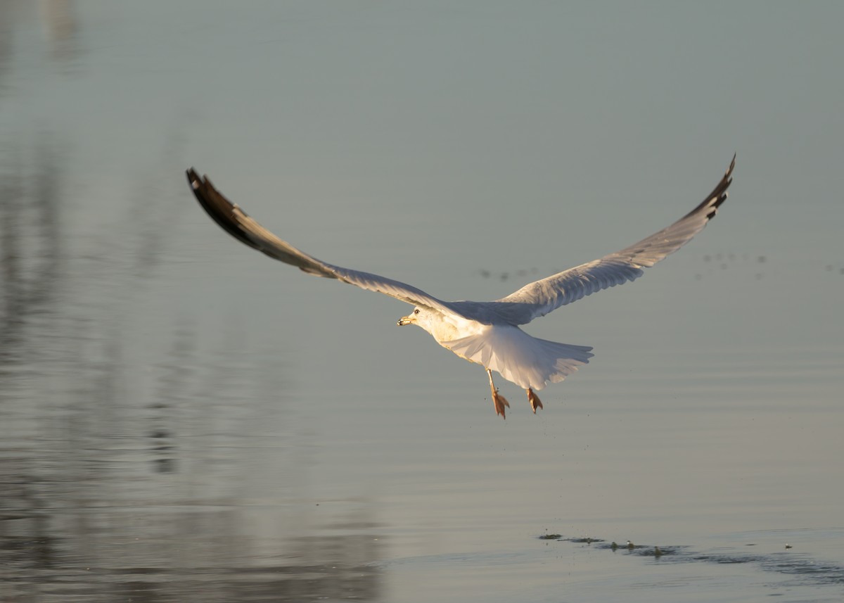 Ring-billed Gull - ML646730363