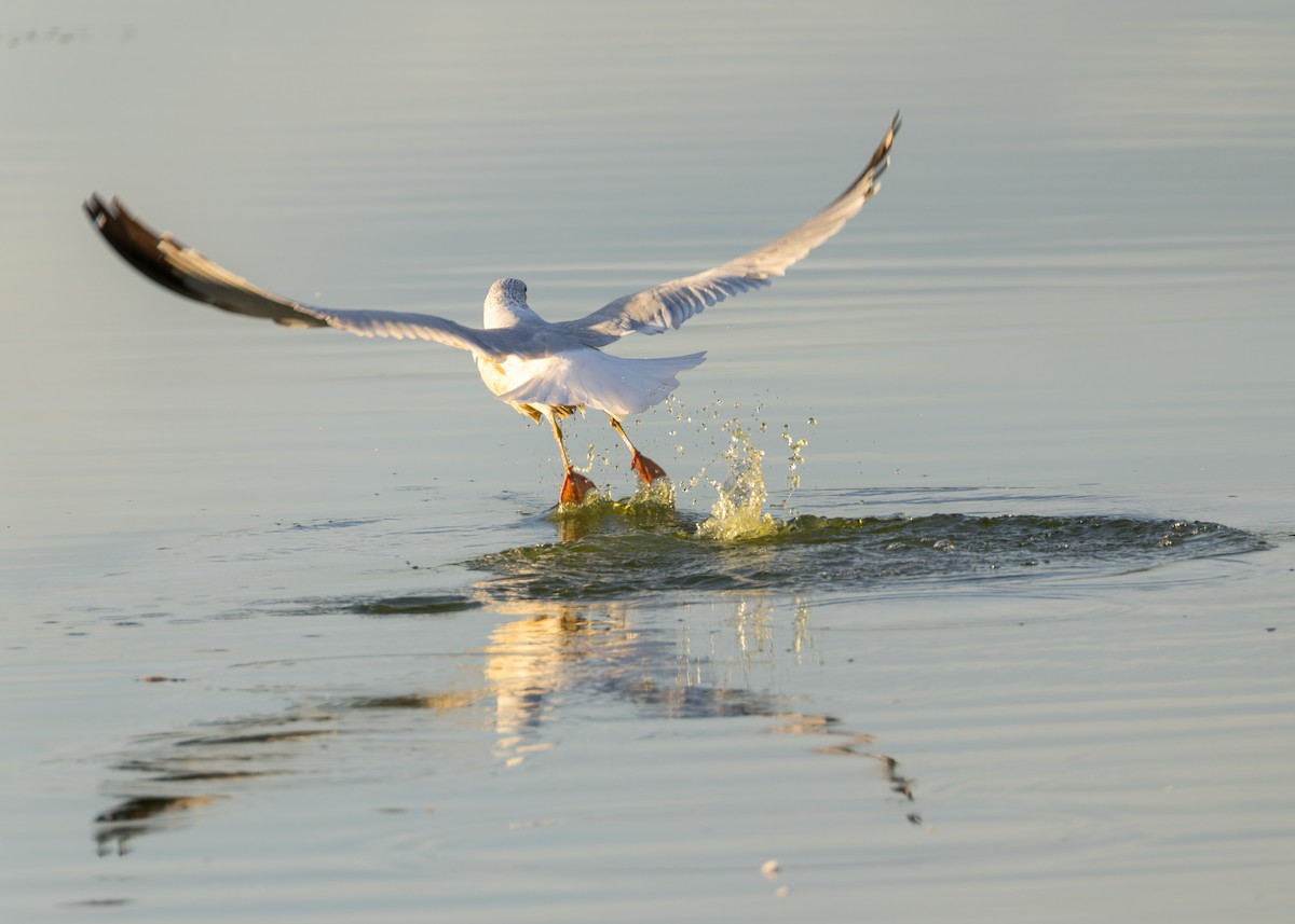 Ring-billed Gull - ML646730364