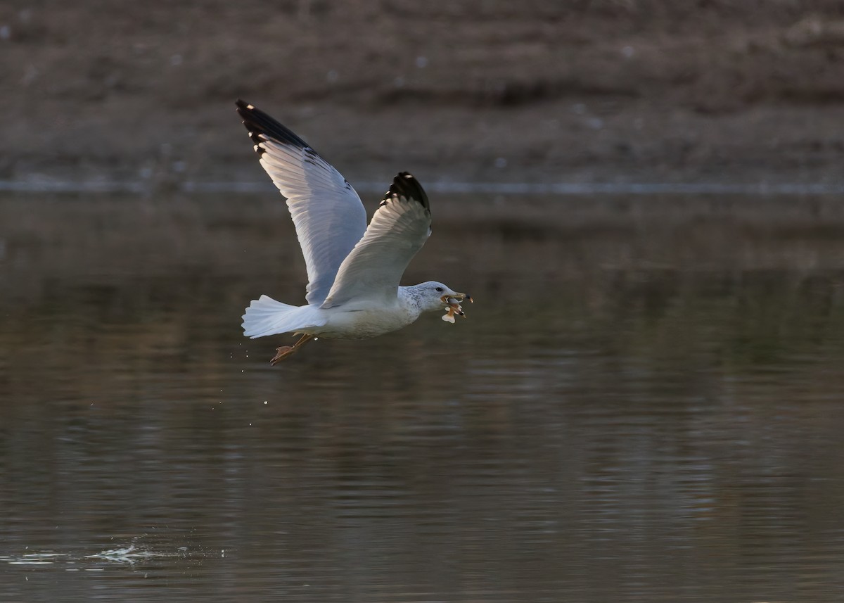 Ring-billed Gull - ML646730365